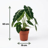 Green boutiQ - Kamerplant - Olifantsoor - Alocasia Frydek - Groen - Weinig onderhoud - 1 Plant - Pot 19cm - Hoogte 60cm