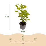 Green boutiQ - Tuinplant - Cotinus coggyria Golden Spirit - Geel - 3 Planten - Bladverliezend - Weinig Onderhoud - Pot 12cm Hoogte 35cm