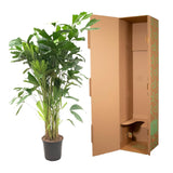 Caryota Mitis - 150 cm - ø27