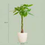 Pachira Aquatica met Potter wit - 80cm - Ø21