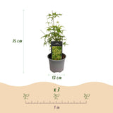 Green boutiQ - Tuinplant - Acer palmatum Seiryu - Groen 1 Plant - Bladverliezend - Weinig Onderhoud- Pot 12cm Hoogte 35cm