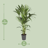Howea Forsteriana - Ø21cm - ↕120cm
