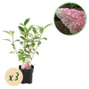 Green boutiQ - Pluim Hortensia - Hydrangea panniculata Vanille Fraise - Bloem Wit Roze- 3 Planten 1 m2 - Bladverliezend - Grote Bloemen - Pot 17cm Hoogte 50cm