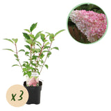 Green boutiQ - Pluim Hortensia - Hydrangea panniculata Vanille Fraise - Bloem Wit Roze- 3 Planten 1 m2 - Bladverliezend - Grote Bloemen - Pot 17cm Hoogte 50cm