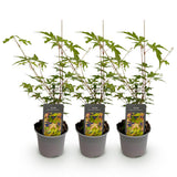 Green boutiQ - Tuinplant - Acer palmatum Sangokaku - Groen - 3 Planten - Bladverliezend - Weing Onderhoud - Pot 12cm Hoogte 35cm