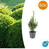 60x Buxus Sempervirens - ↕10-25cm - Ø9cm
