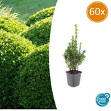 60x Buxus Sempervirens - ↕10-25cm - Ø9cm