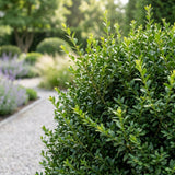 Green boutiQ - 40x Buxus sempervirens - Palmboompje - Haagplanten - Groenblijvend - Groen - Pot 9cm - Hoogte 20-25cm