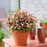 Green boutiQ - Tuinplant - Leucothoe Makijaz - Bruin - 1 Plant - Groenblijvend - Weinig Onderhoud - Pot 17cm Hoogte 45cm