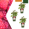 Biologische frambozenplanten (Rubus idaeus) — 3 stuks — Ø13 cm, 20 cm hoog