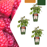Biologische frambozenplanten (Rubus idaeus) — 3 stuks — Ø13 cm, 20 cm hoog