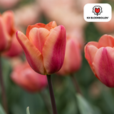 Tulpenbollen Apricot Foxx — zalmroze tulp, 20 stuks (maat 11/12)
