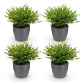 Green boutiQ - Kamerplant - Bamusa Pogonatherum Monica - Bamboegras - Huisdiervriendelijke Plant - Groen - 4 Planten - met Potter Grijs - Pot 12cm - Hoogte 20cm