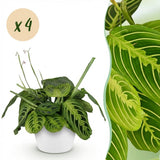 Green boutiQ - Kamerplant - Maranta Fascinator Lemon Lime - Gebedsplant - Huisdiervriendelijke Plant - Groen - 4 Planten - met Potter Wit - Pot 12cm - Hoogte 25cm