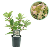 Green boutiQ - Pluim Hortensia - Hydrangea panniculata Wims Red - Bloem Wit Rood- 1 Plant - Bladverliezend - Grote Bloemen - Pot 17cm Hoogte 50cm