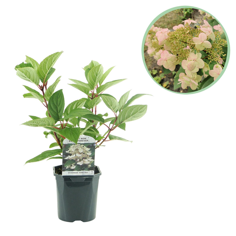 Hydrangea paniculata Wim's Red – 50 cm hoog