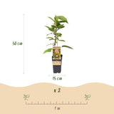Green boutiQ - Fruitplant - Actinidia deliciosa Jenny - Kiwiplant - Zelfbestuivend - Groene Vrucht - 2 Planten - Pot 15cm - Hoogte 50cm