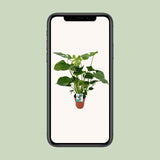 Monstera Deliciosa- Ø19cm - ↕60cm