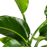 Strelitzia Nicolai met mand Ø21cm - ↕90 - 110cm