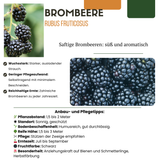 "Vruchten oase" BIO Fruitplanten mix set van 5 verschillende soorten