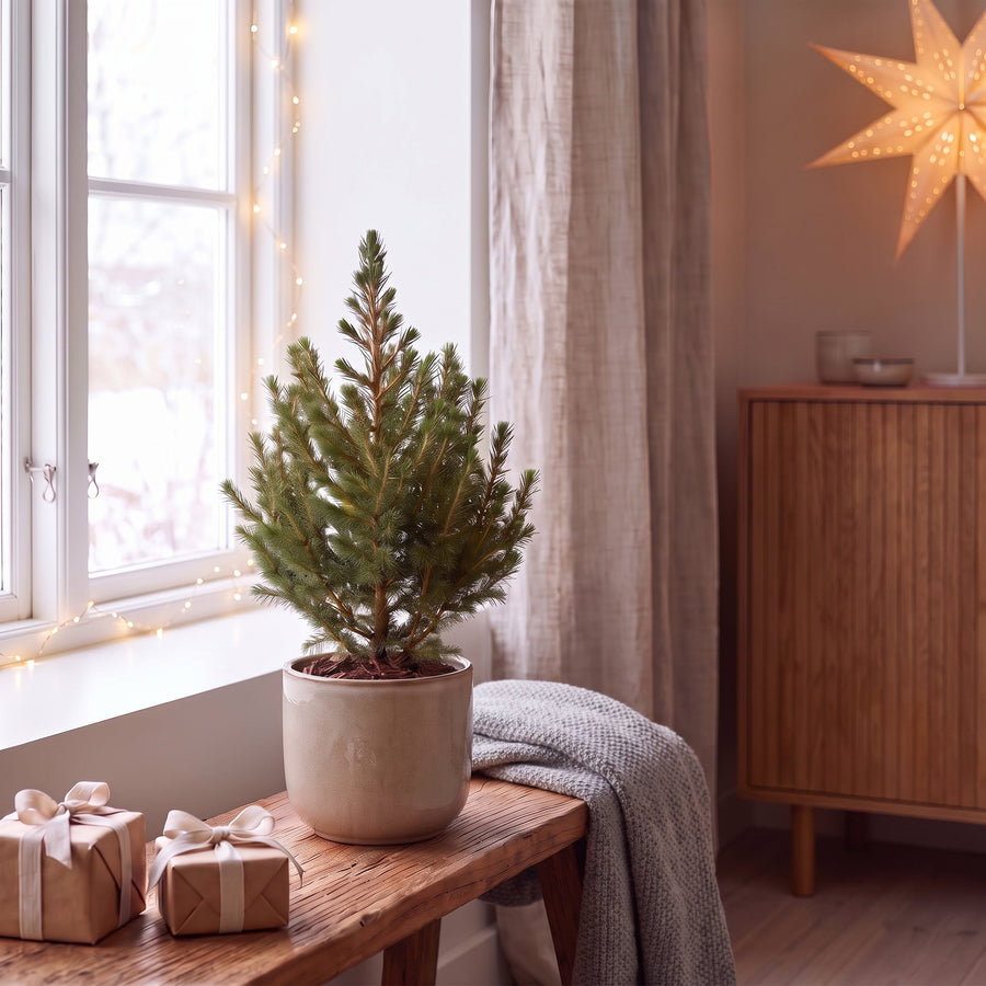 Set van 2 – Pot Ø13 cm · 45 cm hoog · Kegelspar kerstboom (foto 3)