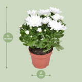 Chrysanthemum Brave - Ø12cm - ↕26cm