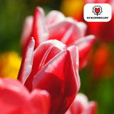 Tulpenbollen Candy Apple Delight — rood-wit, 20 stuks (maat 11/12)