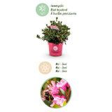 Green boutiQ - Dwerg Rhododendron - Rhododendron Bloombux Magenta - Bloeiende Buxus - Weinig Onderhoud - Roze Bloem - 2 Planten - Pot 23cm - Hoogte 45-55cm