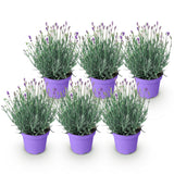Green boutiQ - Tuinplant - Lavandula angustifolia Munstead - Lavendel - Winterhard - Paars - 6 Planten - Pot 12cm - Hoogte 15-25cm