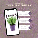 24 x Lavandula stoechas Anouk® - Ø12 cm - ↕25 cm