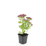 24x Sedum 'Herbstfreude' - ↕10-25cm - Ø9cm