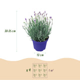 Green boutiQ - Tuinplant - Lavandula angustifolia Hidcote - Lavendel - Winterhard - Paars - 6 Planten - Pot 12cm - Hoogte 15-25cm