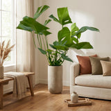 Monstera - 70cm