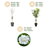 Green boutiQ - Plant op Stam - Hibiscus syriacus White Chiffon® - Terras Plant - Bladverliezend - Winterhard - Witte Bloem - Pot 19cm Hoogte 90cm