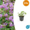 24x Geranium cant. 'Cambridge' - ↕10-25cm - Ø9cm