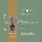 48x Asplenium scolopendrium - ↕10-25cm - Ø9cm