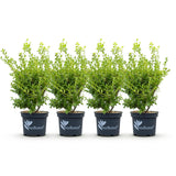 Green boutiQ - Buxus Haag - BetterBuxus Babylon Beauty - Resistant tegen de Buxus schimmel - 4 planten - 1 strekkende meter - pot 19cm hoogte 50-55