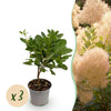 Green boutiQ - Tuinplant - Cotinus coggyria Young Lady - Groen 3 Planten - Bladverliezend - Weinig Onderhoud - Pot 12cm Hoogte 35cm