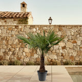 Trachycarpus Fortuneii - 220 - 240cm - Ø40-45
