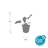 48x Phlomis russeliana - ↕10-25cm - Ø9cm