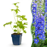 Green boutiQ - Vasteplant - Delphinium (P) Blue Bird - Ridderspoor - Bijen en Vlinderlokkers - Blauw - 6 Planten - Pot 11cm - Hoogte 15-25cm