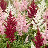 Green boutiQ - Vasteplant - Astilbe Tricolour - Pluimspirea - Schaduw - Paars - Roze - Wit - 6 Planten - Pot 11cm - Hoogte 15-25cm