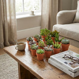 Mini Succulenten Mix - 18 Stuks - Ø 8,1 cm - Hoogte: 5-10 cm - Terracotta Potten