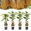 Green boutiQ - Fruitplant - Actinidia Weiki & Hayward - Kiwiplant - 1 Mannelijke - 3 Vrouwelijke - Planten - Groen - Pot 15cm - Hoogte 50cm