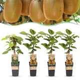 Green boutiQ - Fruitplant - Actinidia Weiki & Hayward - Kiwiplant - 1 Mannelijke - 3 Vrouwelijke - Planten - Groen - Pot 15cm - Hoogte 50cm