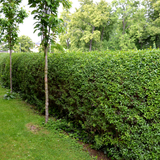 Palletdeal Haagplanten:50 Ligustrum Ovalifolium ↕ 80-100 - Ø 19cm | Mini Pallet