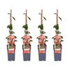4x - Lonicera periclymenum 'Belgica' - ↨65cm - Ø15
