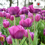 Tulpenbollen Purple Prince — paarsviolette tulp, 20 stuks (maat 11/12)