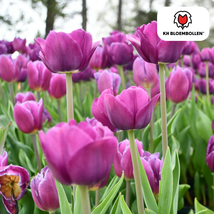 Tulpenbollen Purple Prince — paarsviolette tulp, 20 stuks (maat 11/12)