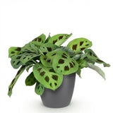 Green boutiQ - Kamerplant - Maranta Fascinator Kerchoveana - Zebraplant - Huisdiervriendelijke Plant - Groen - 1 Plant - met Potter Grijs - Pot 12cm - Hoogte 25cm